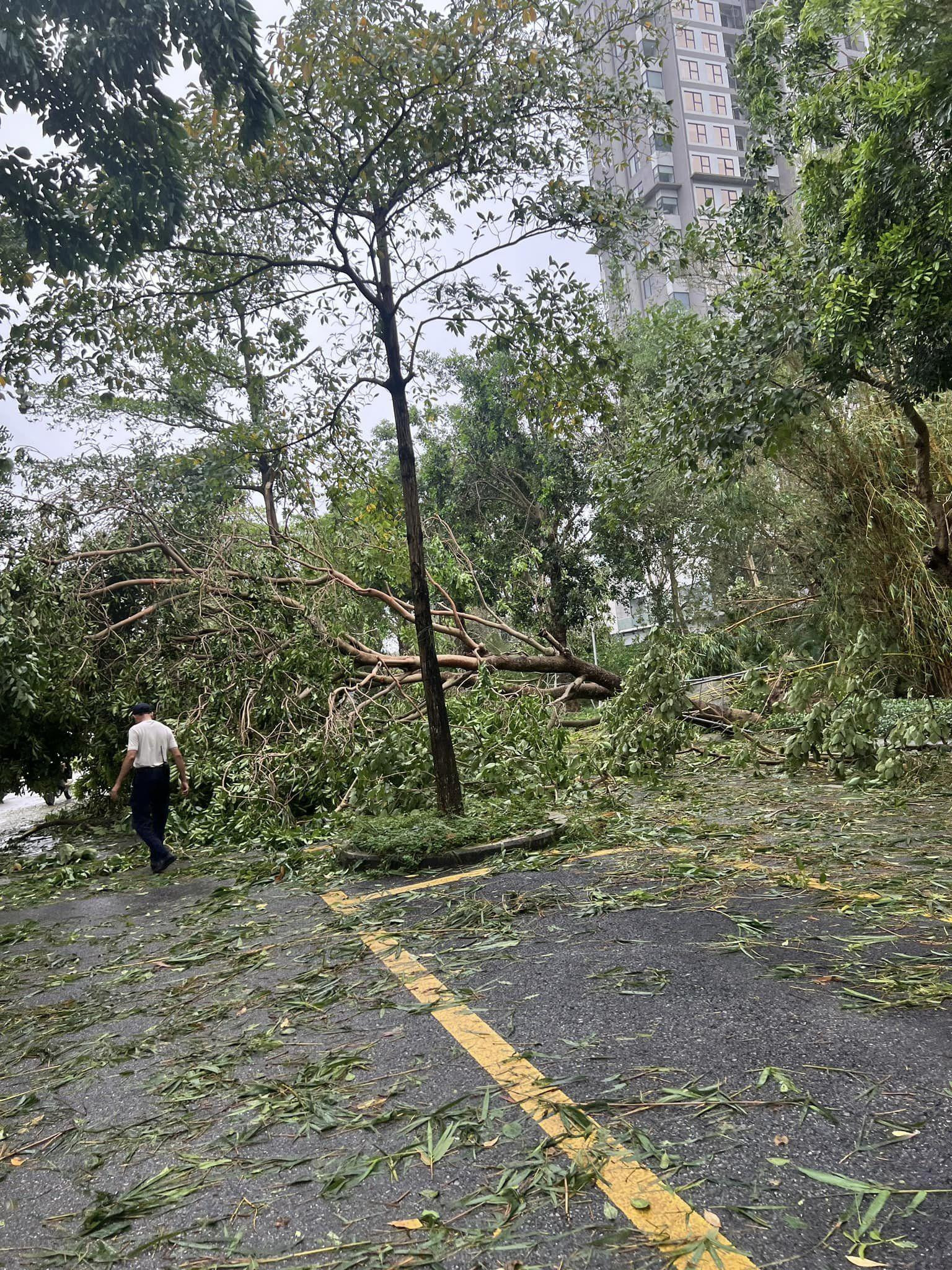 Cây xanh Park River gãy đổ