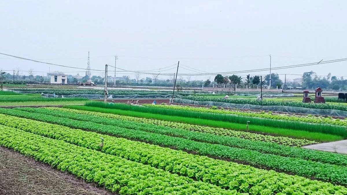 Đất nông nghiệp khác là gì? Thông tin trên đã giải đáp thắc mắc về đất nông nghiệp khác là gì?