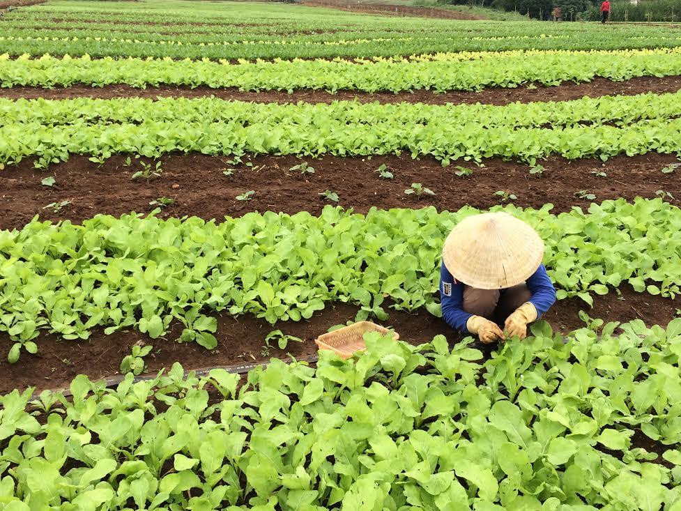 Đất nông nghiệp khác là loại đất thuộc nhóm đất nông nghiệp nói chung