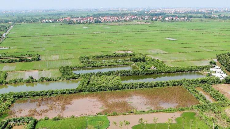 Đất nông nghiệp trồng cây hàng năm