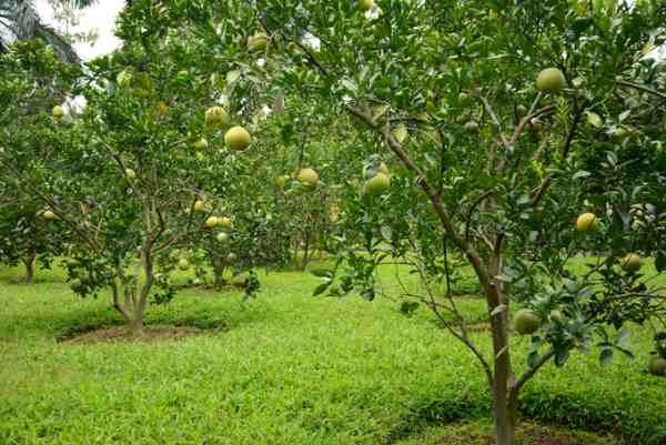 Đất trồng cây lâu năm