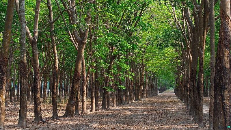 Đối tượng miễn giảm thuế đất phi nông nghiệp