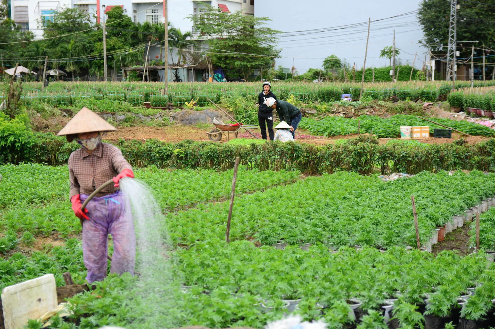 Giảm thuế sử dụng đất nông nghiệp