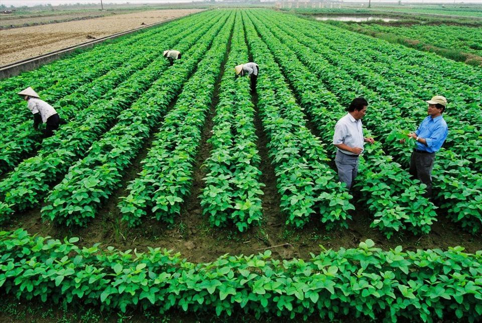 Hình ảnh minh họa cho thuế sử dụng đất nông nghiệp