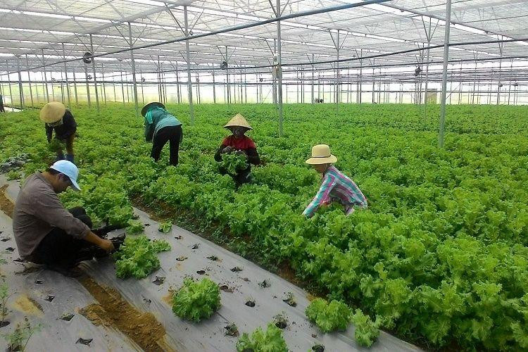 Miễn thuế sử dụng đất nông nghiệp