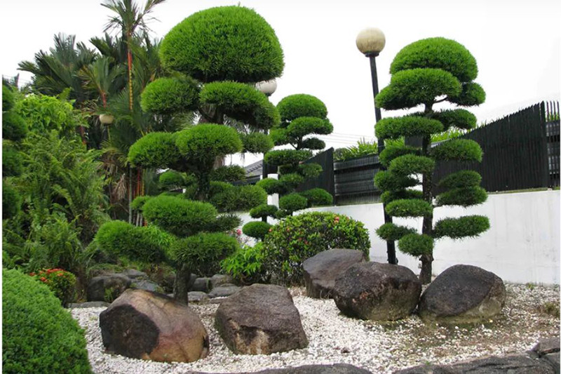 Bố Trí Cây Xanh Và Vật Phẩm Phong Thủy
