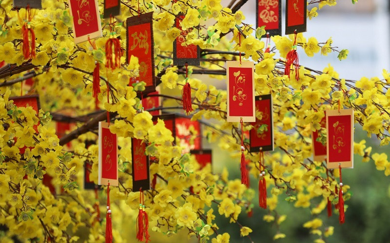 Trang trí bao lì xì trên cành mai đón nhận tài lộc